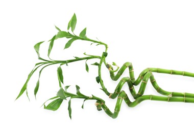 Photo of Beautiful green bamboo stems isolated on white