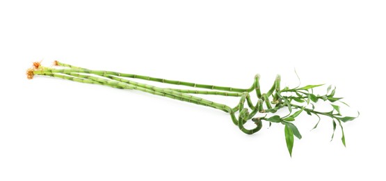 Beautiful green bamboo stems isolated on white