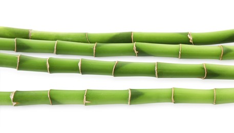 Decorative green bamboo stems isolated on white