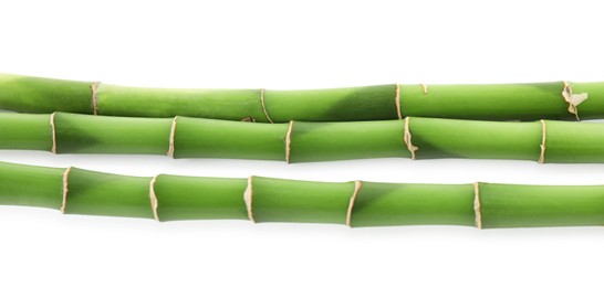 Decorative green bamboo stems isolated on white