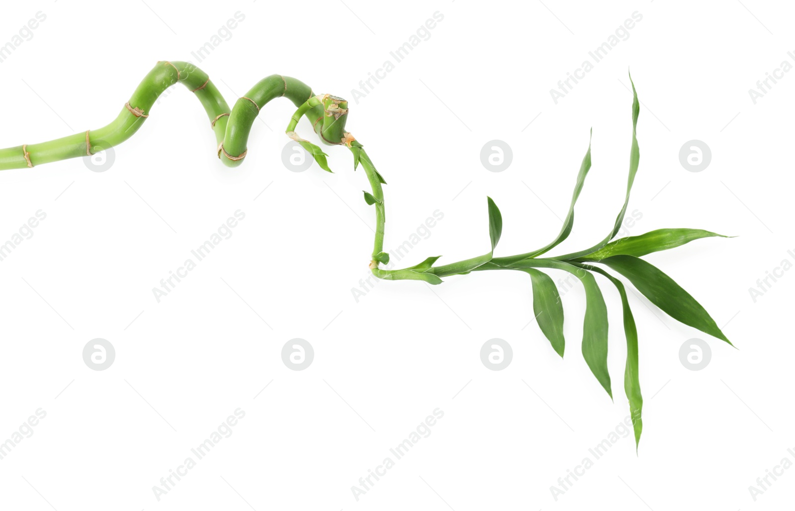 Photo of Beautiful green bamboo plant isolated on white