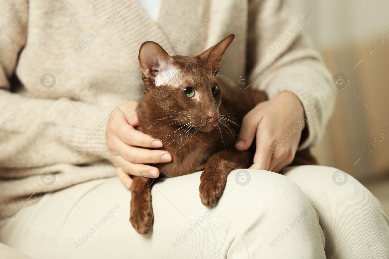 Photo of Woman with cute Oriental Shorthair cat at home, closeup. Adorable pet