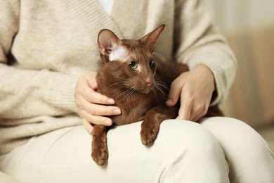 Photo of Woman with cute Oriental Shorthair cat at home, closeup. Adorable pet