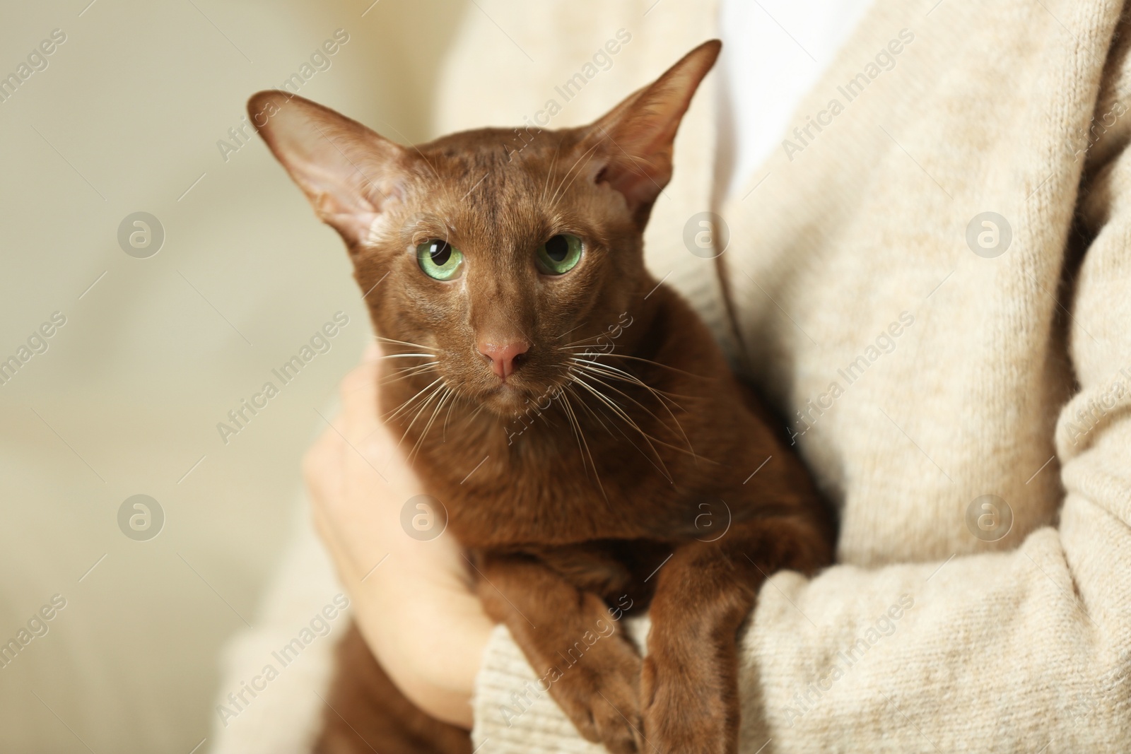 Photo of Woman with cute Oriental Shorthair cat at home, closeup. Adorable pet