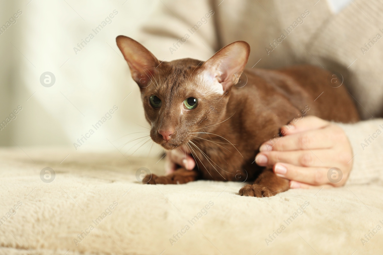 Photo of Woman with cute Oriental Shorthair cat at home, closeup. Adorable pet