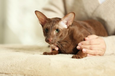 Photo of Woman with cute Oriental Shorthair cat at home, closeup. Adorable pet