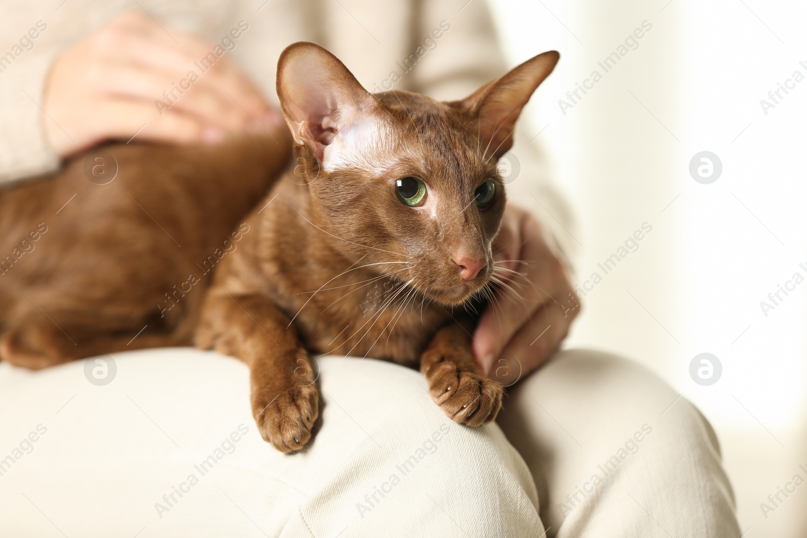 Photo of Woman with cute Oriental Shorthair cat at home, closeup. Adorable pet