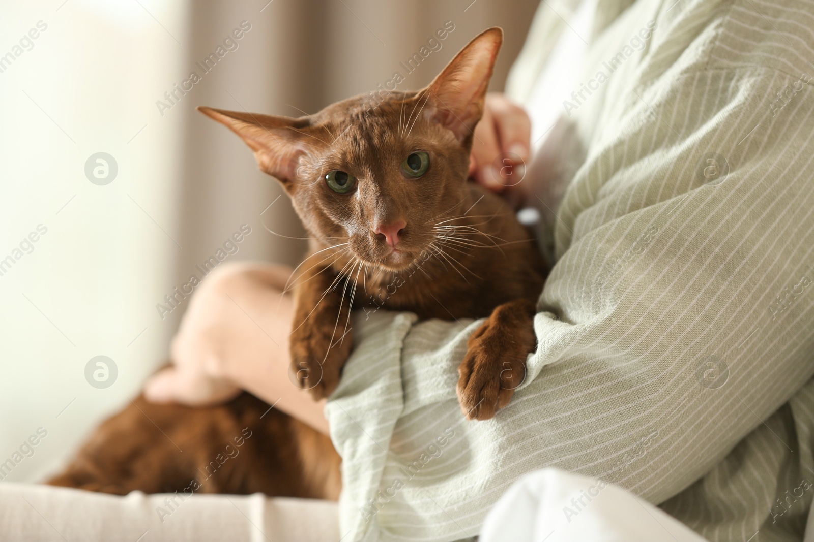 Photo of Woman with cute Oriental Shorthair cat at home, closeup. Adorable pet