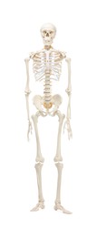 Artificial human skeleton model isolated on white