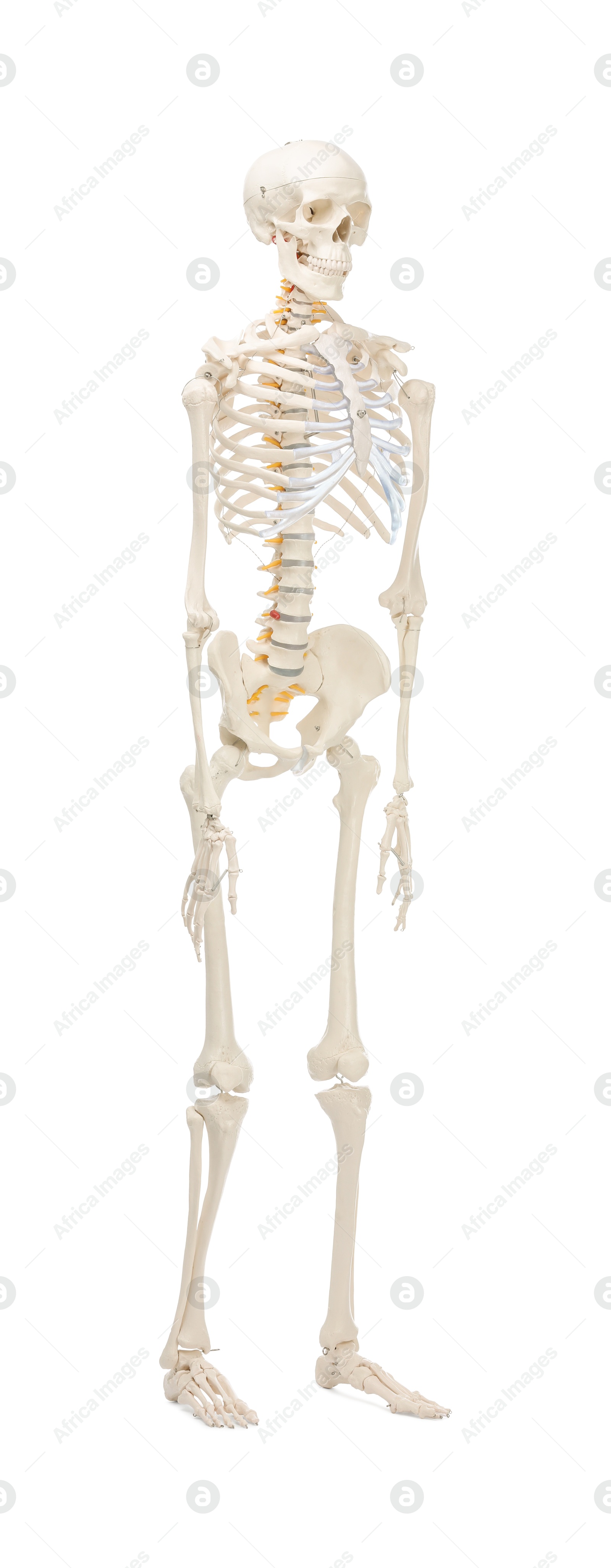 Photo of Artificial human skeleton model isolated on white