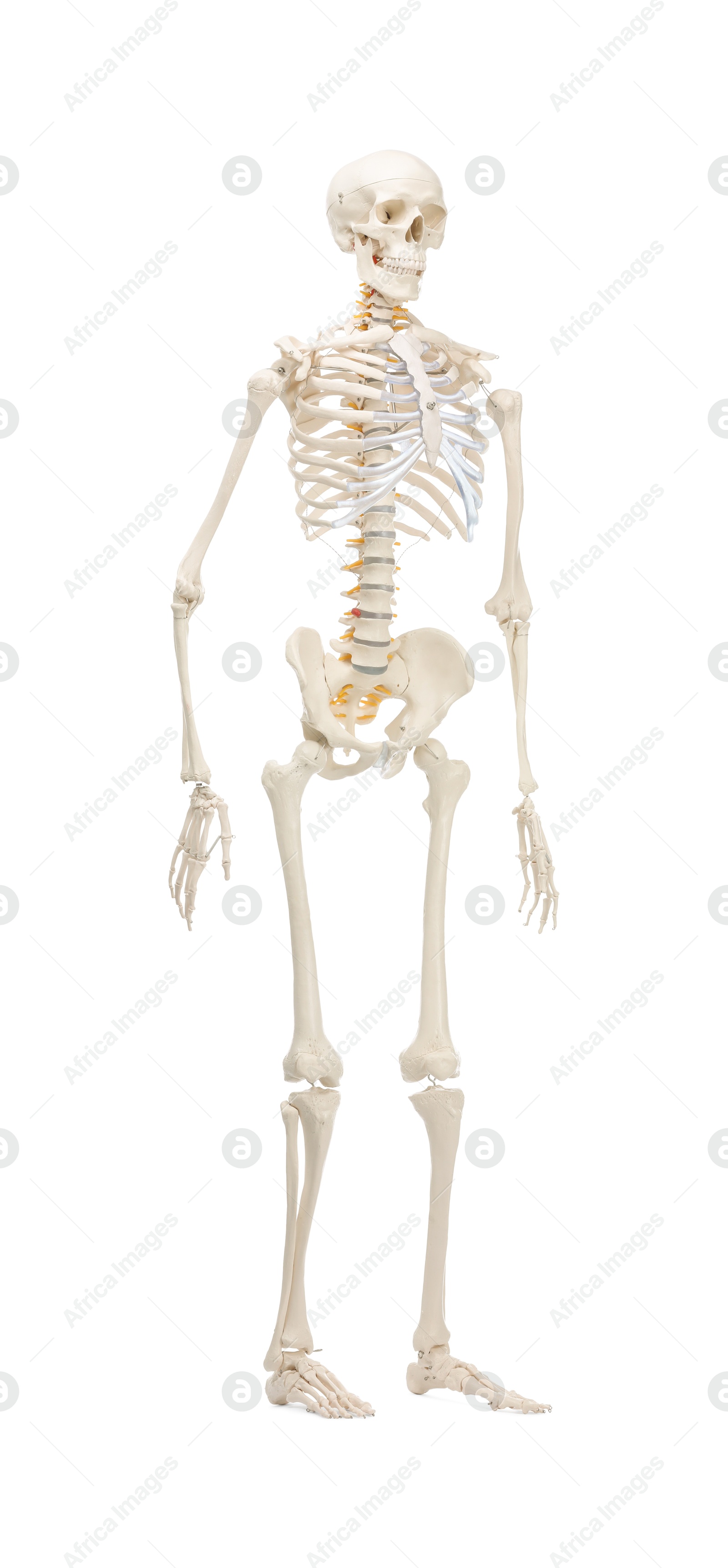 Photo of Artificial human skeleton model isolated on white