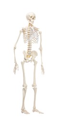 Photo of Artificial human skeleton model isolated on white