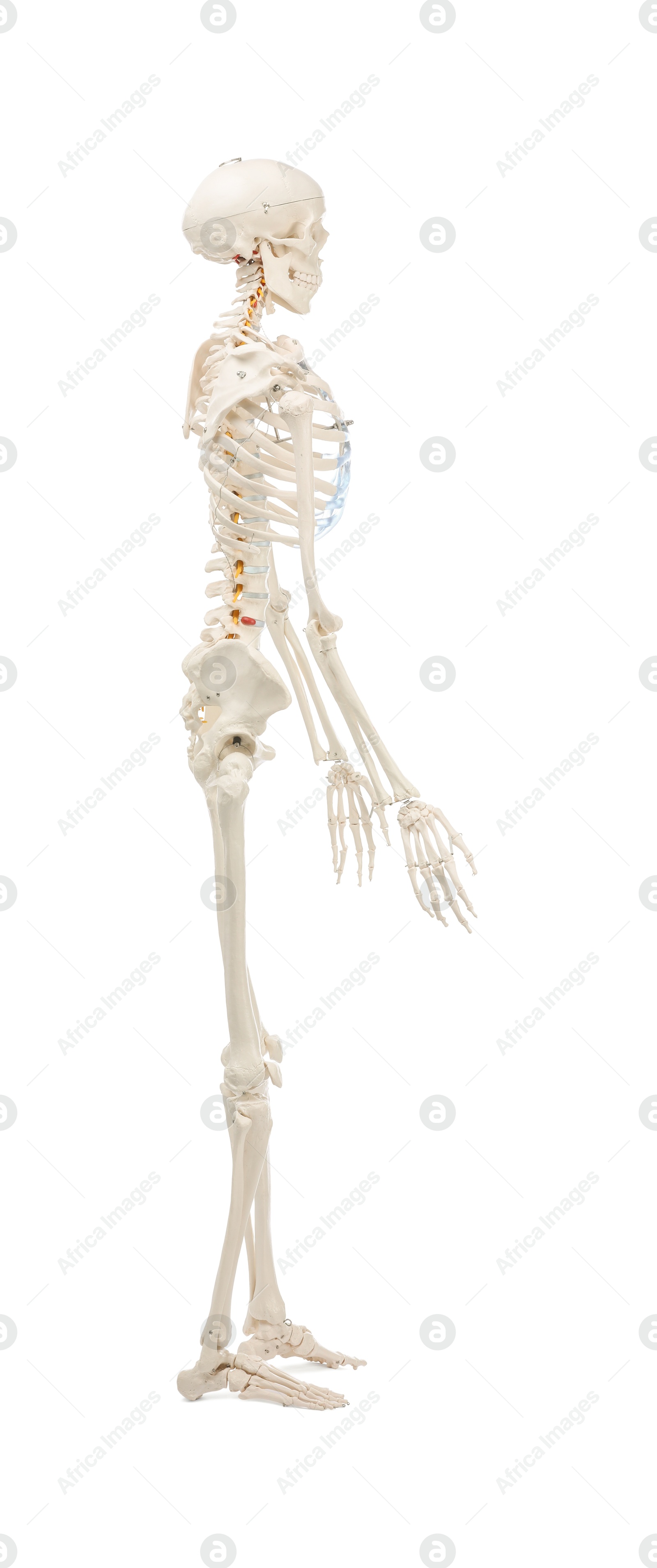 Photo of Artificial human skeleton model isolated on white