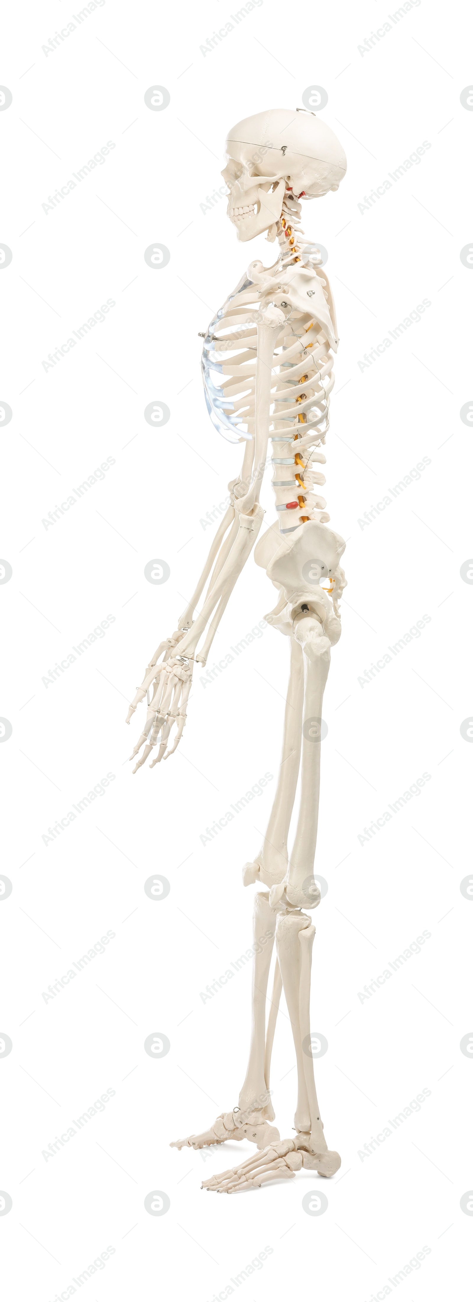 Photo of Artificial human skeleton model isolated on white