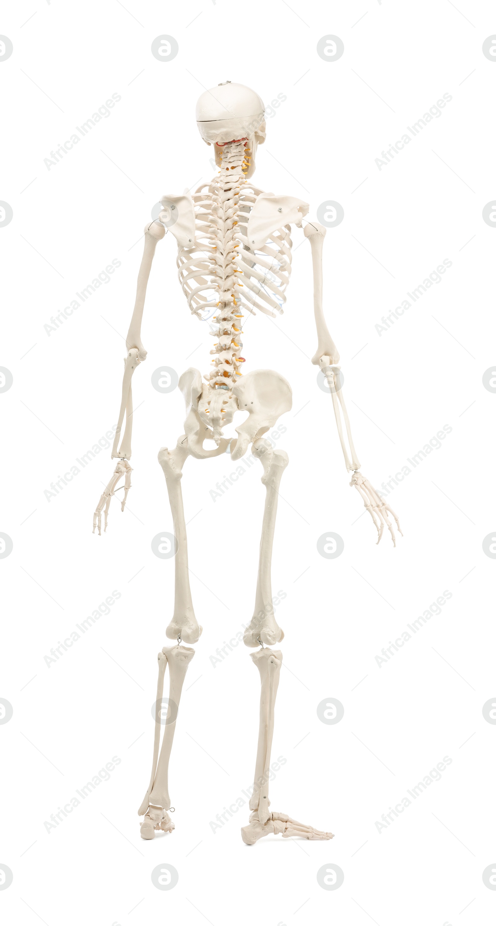 Photo of Artificial human skeleton model isolated on white