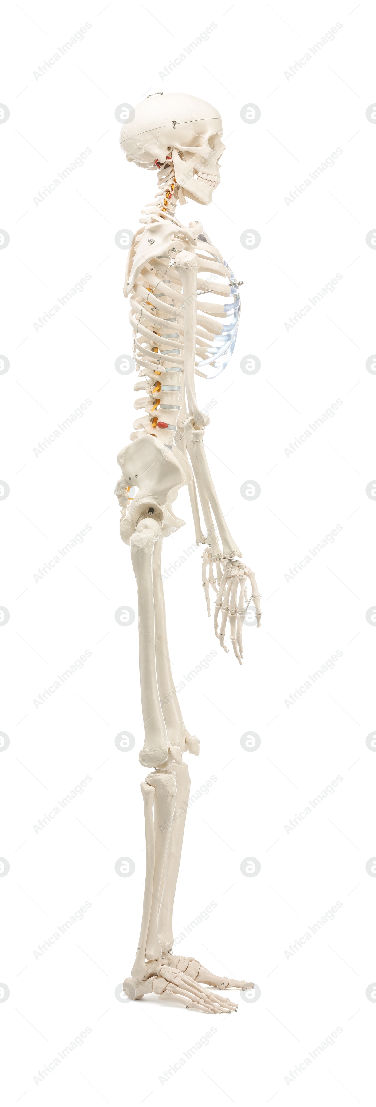 Photo of Artificial human skeleton model isolated on white