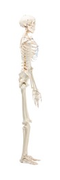 Artificial human skeleton model isolated on white