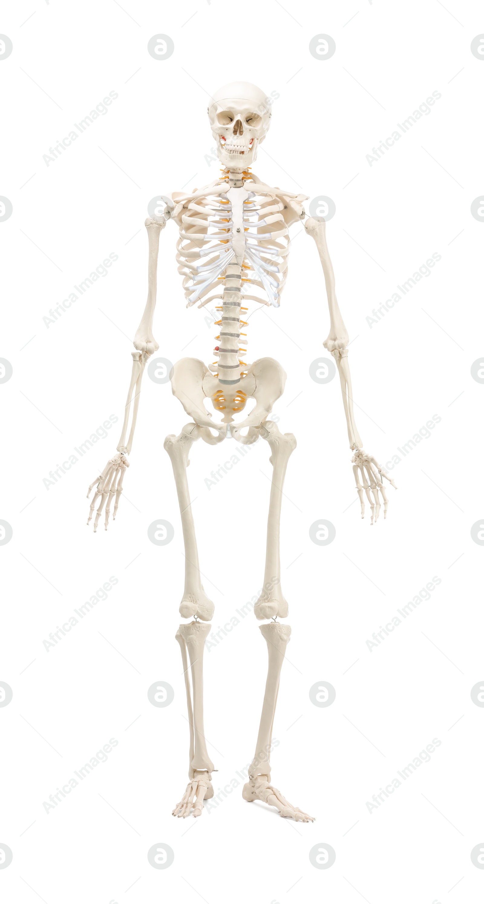 Photo of Artificial human skeleton model isolated on white