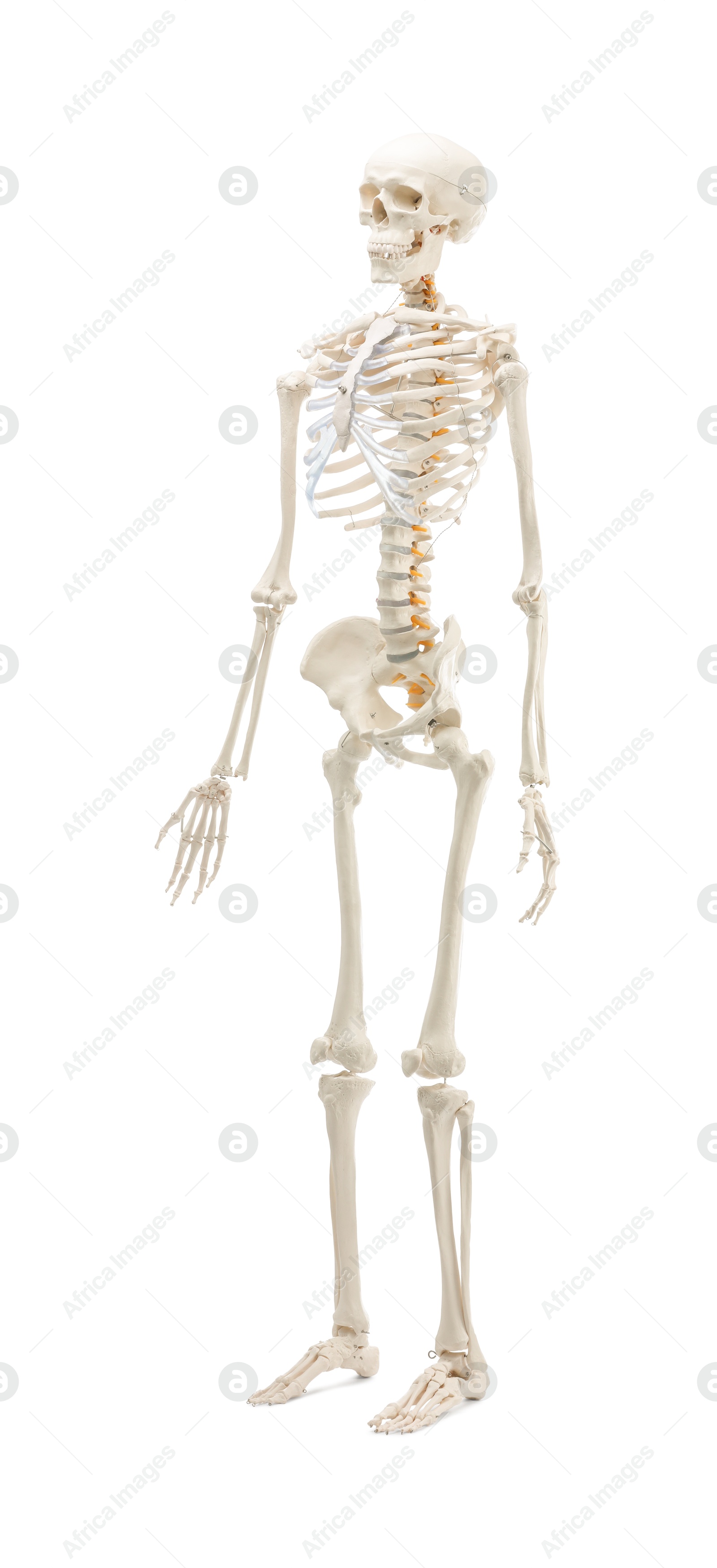 Photo of Artificial human skeleton model isolated on white