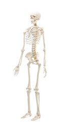 Photo of Artificial human skeleton model isolated on white