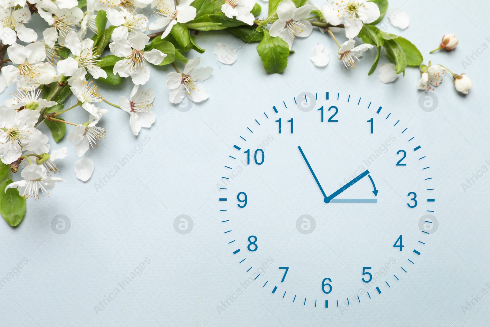 Image of Clock and blossoming branch with white flowers on light blue background. Arrow showing time change one hour ahead in spring. Daylight saving time