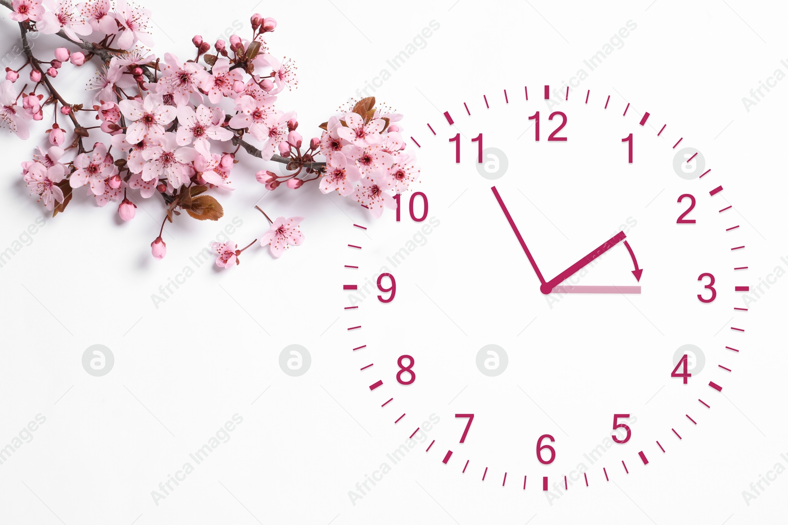 Image of Clock and blossoming branch with pink flowers on white background, top view. Arrow showing time change one hour ahead in spring. Daylight saving time