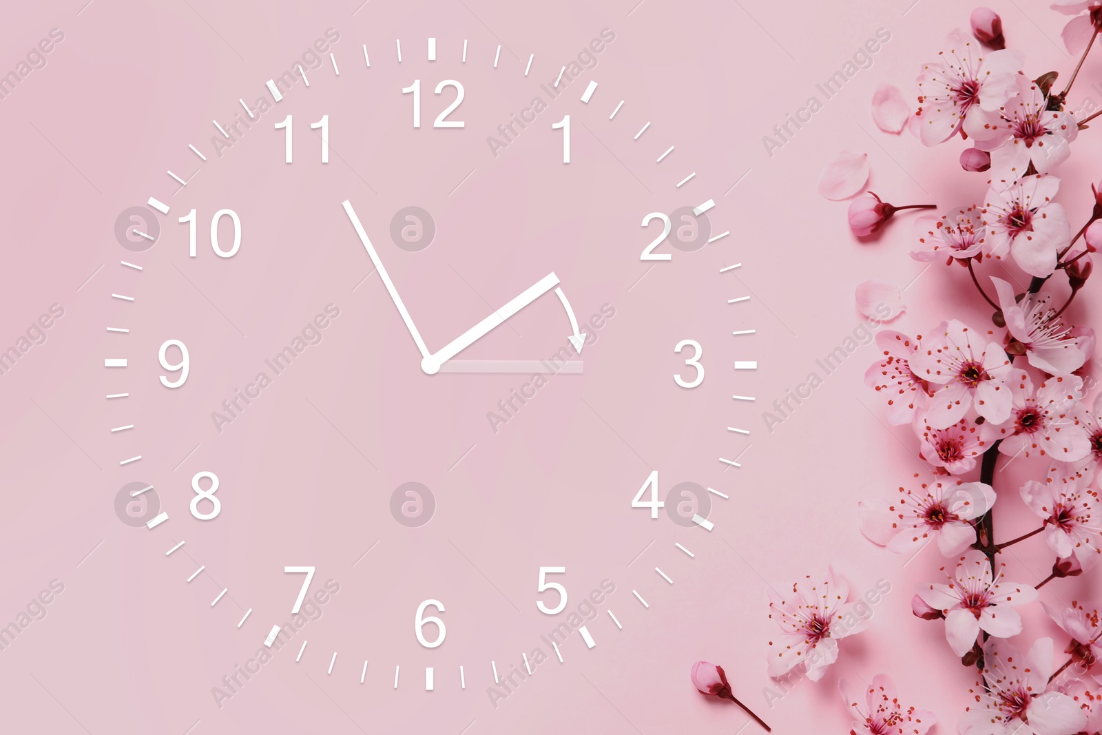 Image of Clock and blossoming branch with flowers on pink background, top view. Arrow showing time change one hour ahead in spring. Daylight saving time