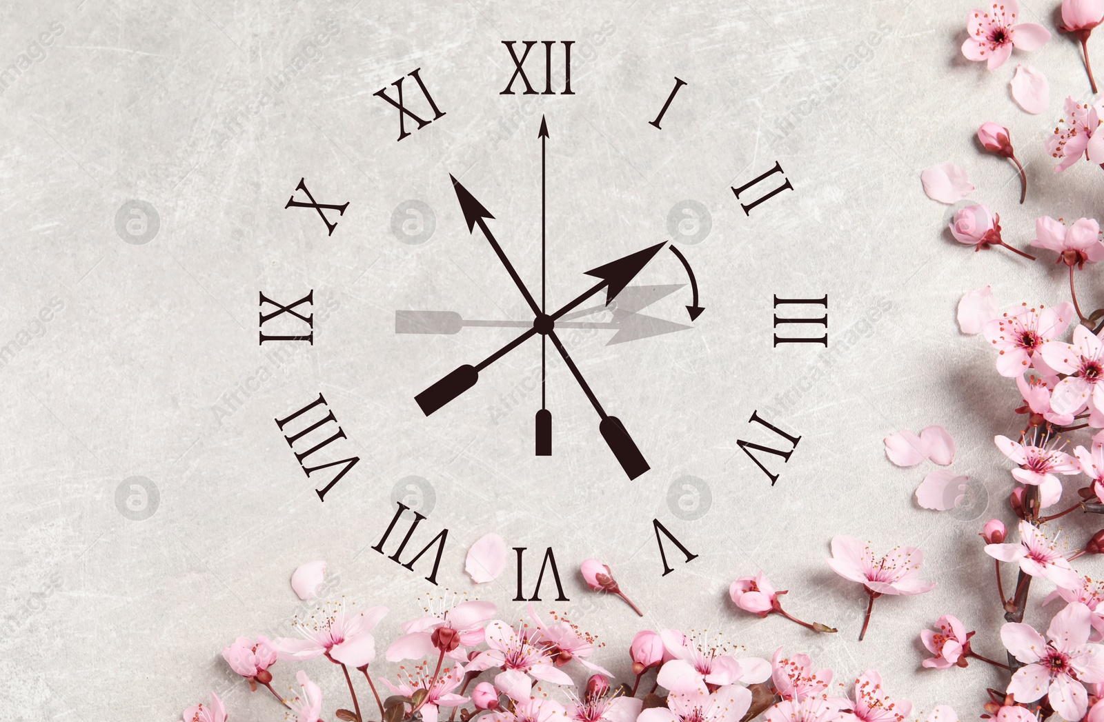 Image of Clock and pink flowers on grey background, top view. Arrow showing time change one hour ahead in spring. Daylight saving time