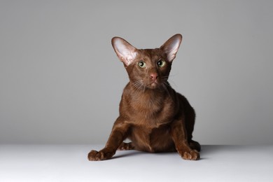 Photo of Cute Oriental Shorthair cat on grey background. Adorable pet