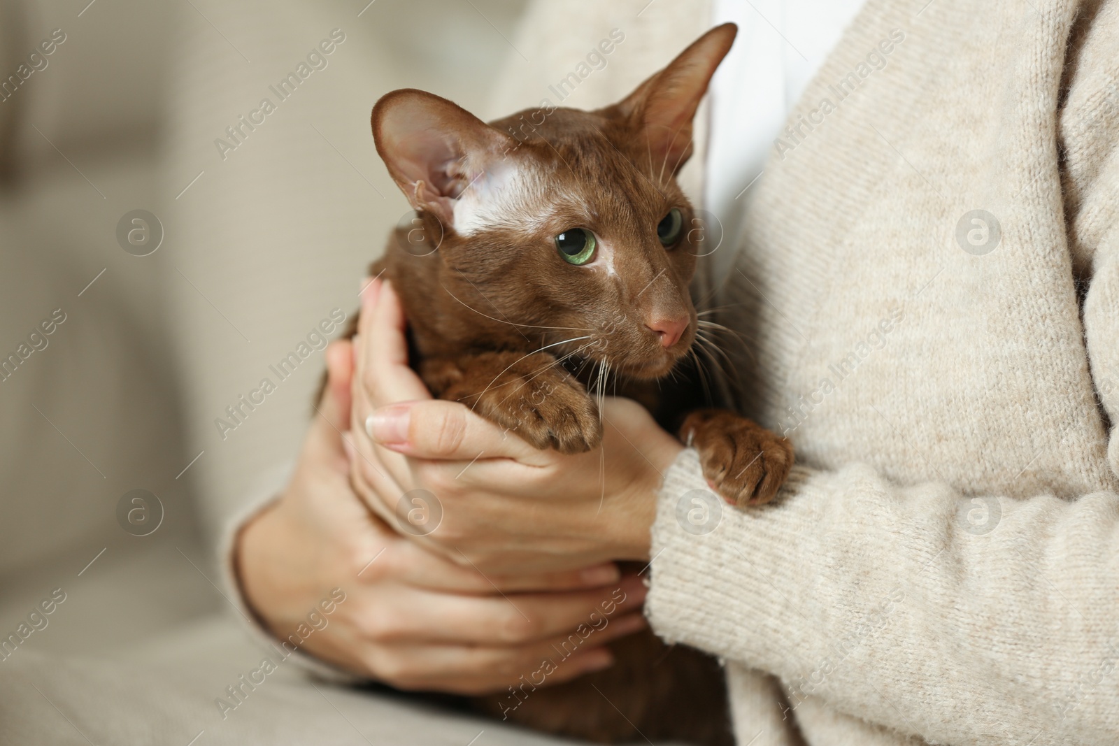 Photo of Woman with cute Oriental Shorthair cat at home, closeup. Adorable pet