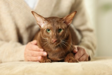 Photo of Woman with cute Oriental Shorthair cat at home, closeup. Adorable pet