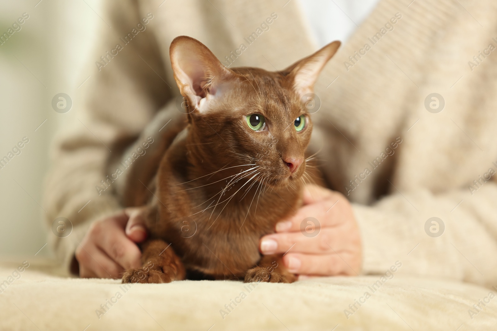 Photo of Woman with cute Oriental Shorthair cat at home, closeup. Adorable pet