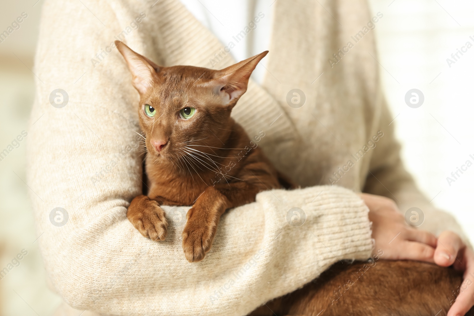 Photo of Woman with cute Oriental Shorthair cat at home, closeup. Adorable pet