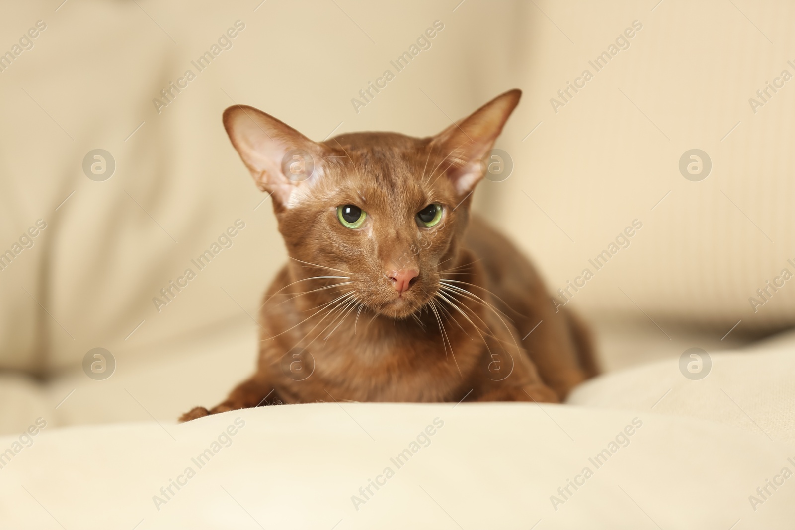 Photo of Cute Oriental Shorthair cat on sofa at home. Adorable pet