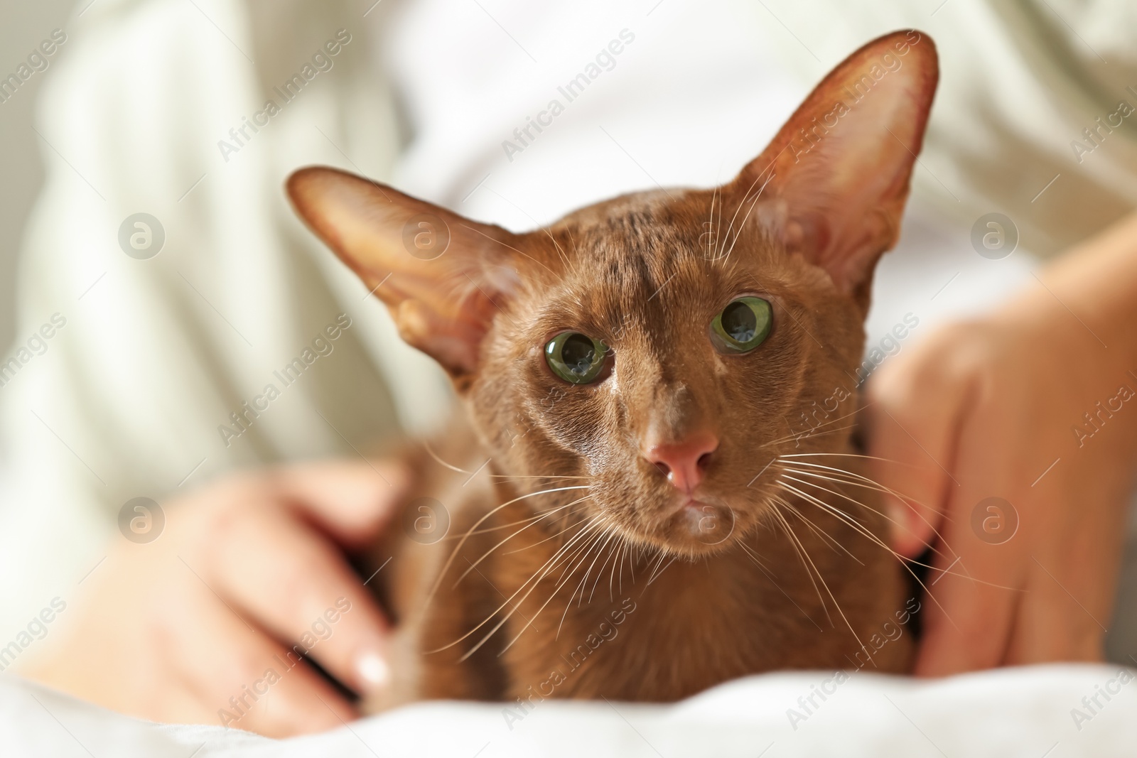 Photo of Woman with cute Oriental Shorthair cat at home, closeup. Adorable pet