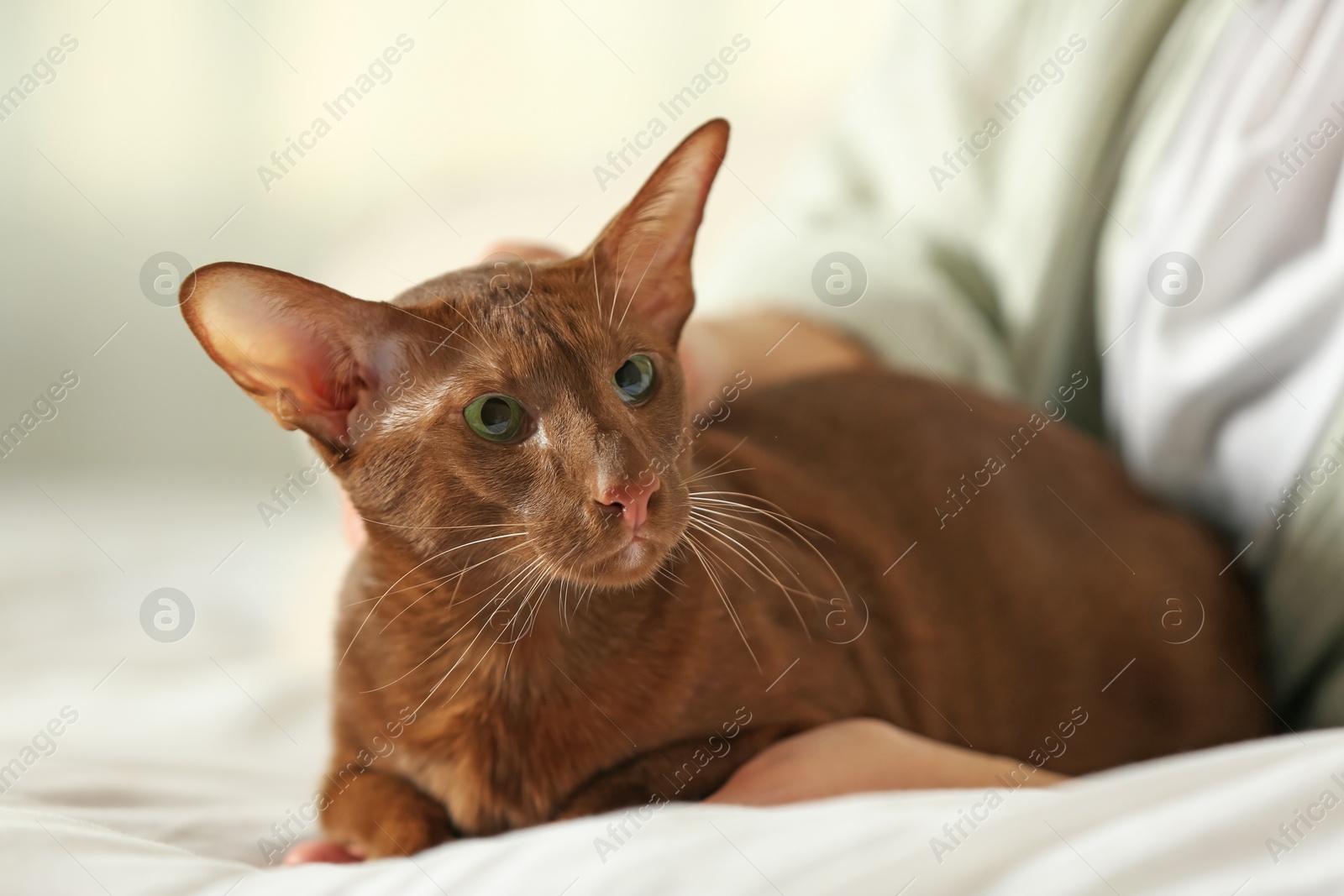 Photo of Woman with cute Oriental Shorthair cat at home, closeup. Adorable pet