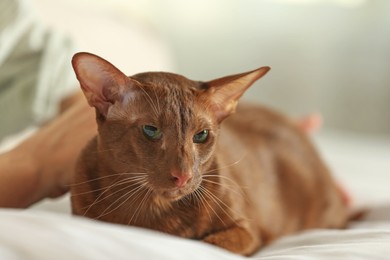 Photo of Woman stroking cute Oriental Shorthair cat at home, closeup. Adorable pet