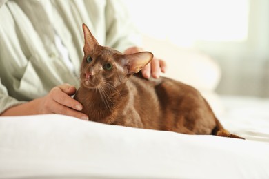 Photo of Woman stroking cute Oriental Shorthair cat at home, closeup. Adorable pet