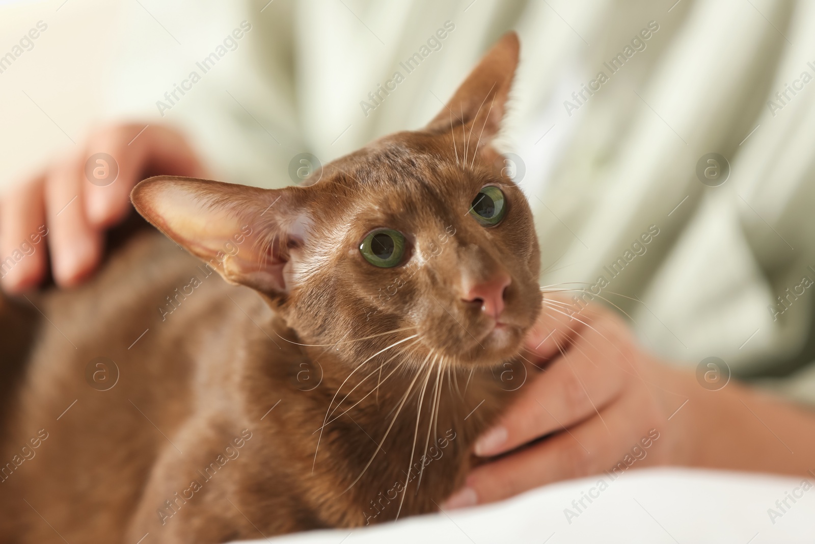 Photo of Woman stroking cute Oriental Shorthair cat at home, closeup. Adorable pet