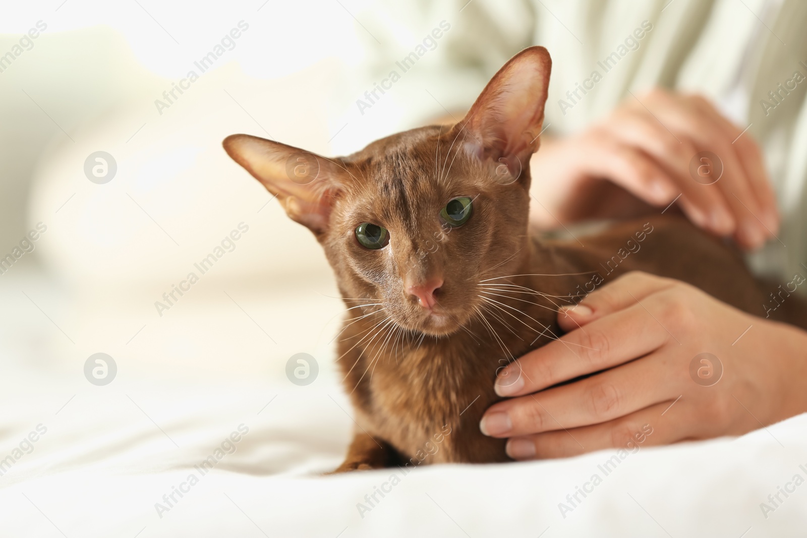 Photo of Woman stroking cute Oriental Shorthair cat at home, closeup. Adorable pet