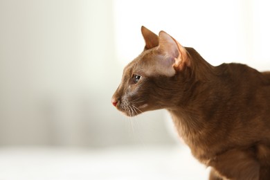 Photo of Cute Oriental Shorthair cat at home, space for text. Adorable pet