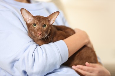 Photo of Woman with cute Oriental Shorthair cat at home, closeup. Adorable pet