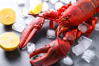 Photo of Delicious boiled lobster with ice cubes and lemon pieces on grey table, closeup