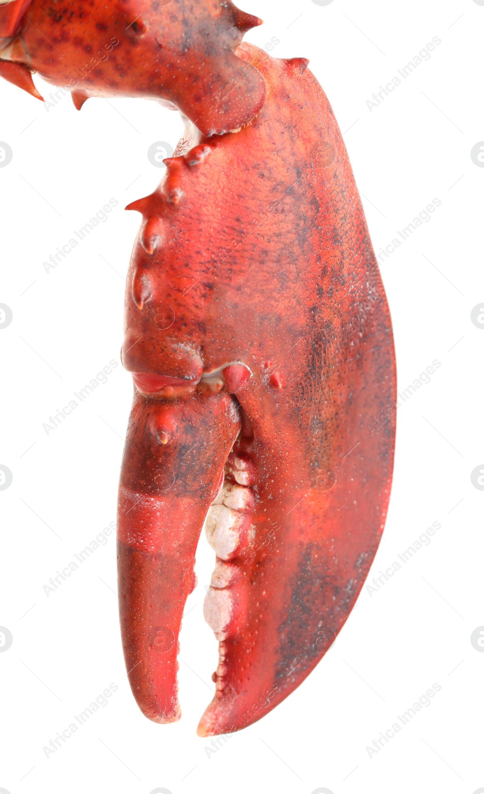 Photo of One fresh lobster's claw isolated on white