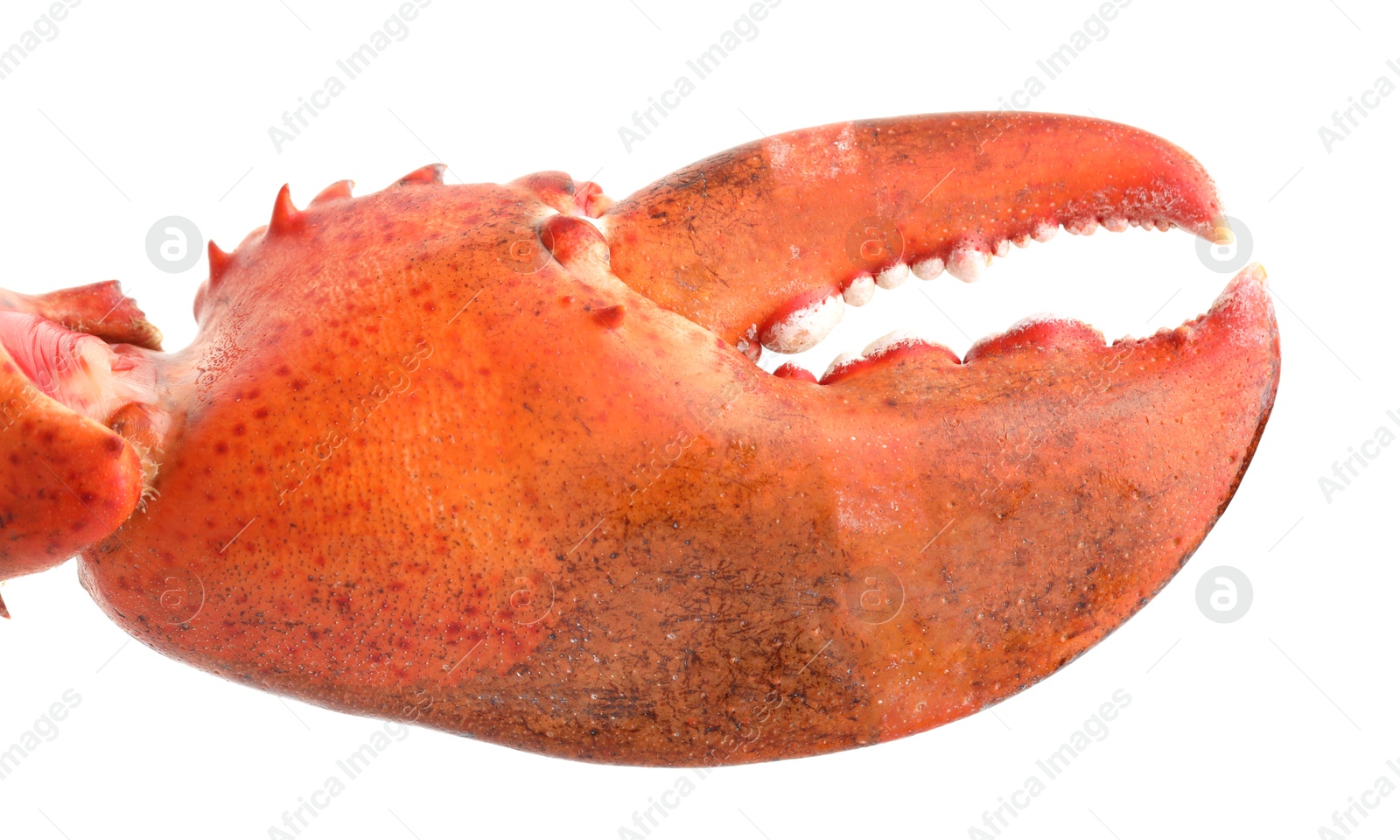 Photo of One fresh lobster's claw isolated on white