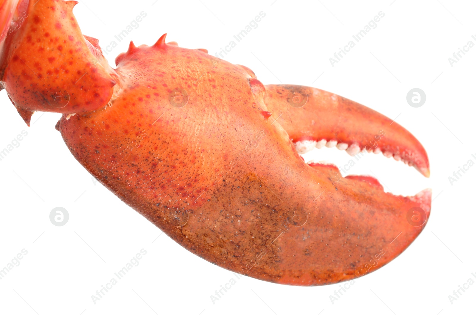 Photo of One fresh lobster's claw isolated on white