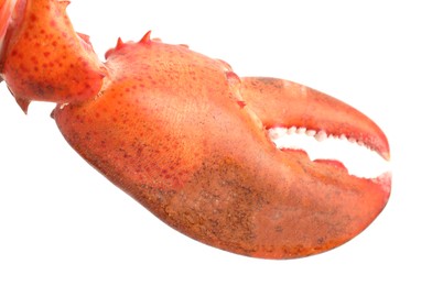 One fresh lobster's claw isolated on white