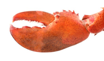 Photo of One fresh lobster's claw isolated on white