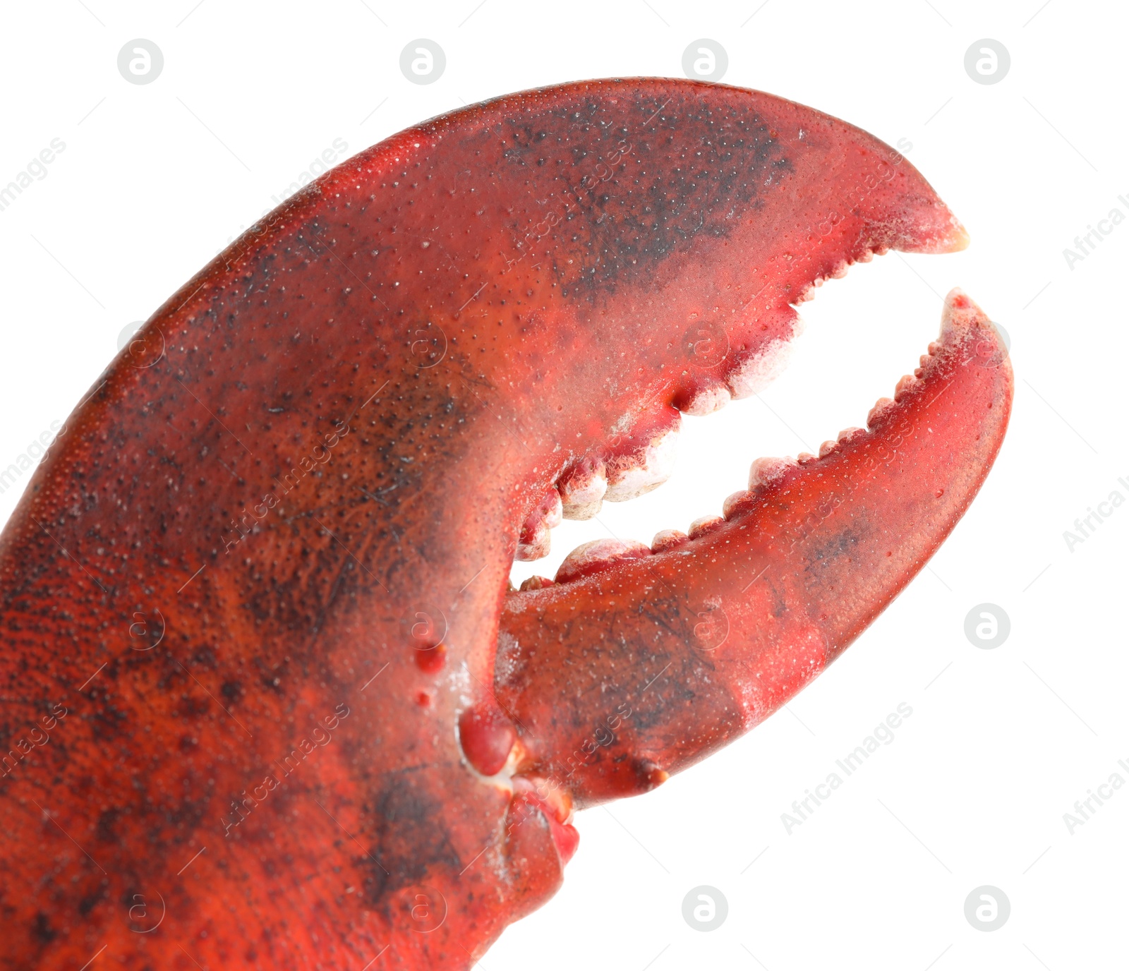 Photo of One fresh lobster's claw isolated on white