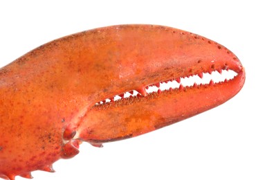 Photo of One fresh lobster's claw isolated on white